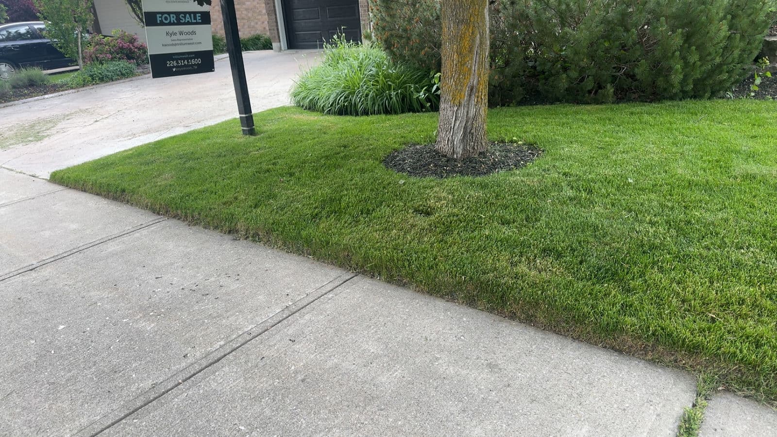 Freshly maintained Guelph lawn from A Cut Above Yard Services